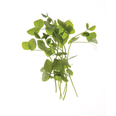 Dwarf Grey Sugar Pea Shoots