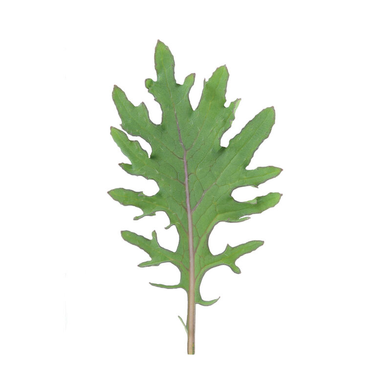Red Russian Red Russian Kale