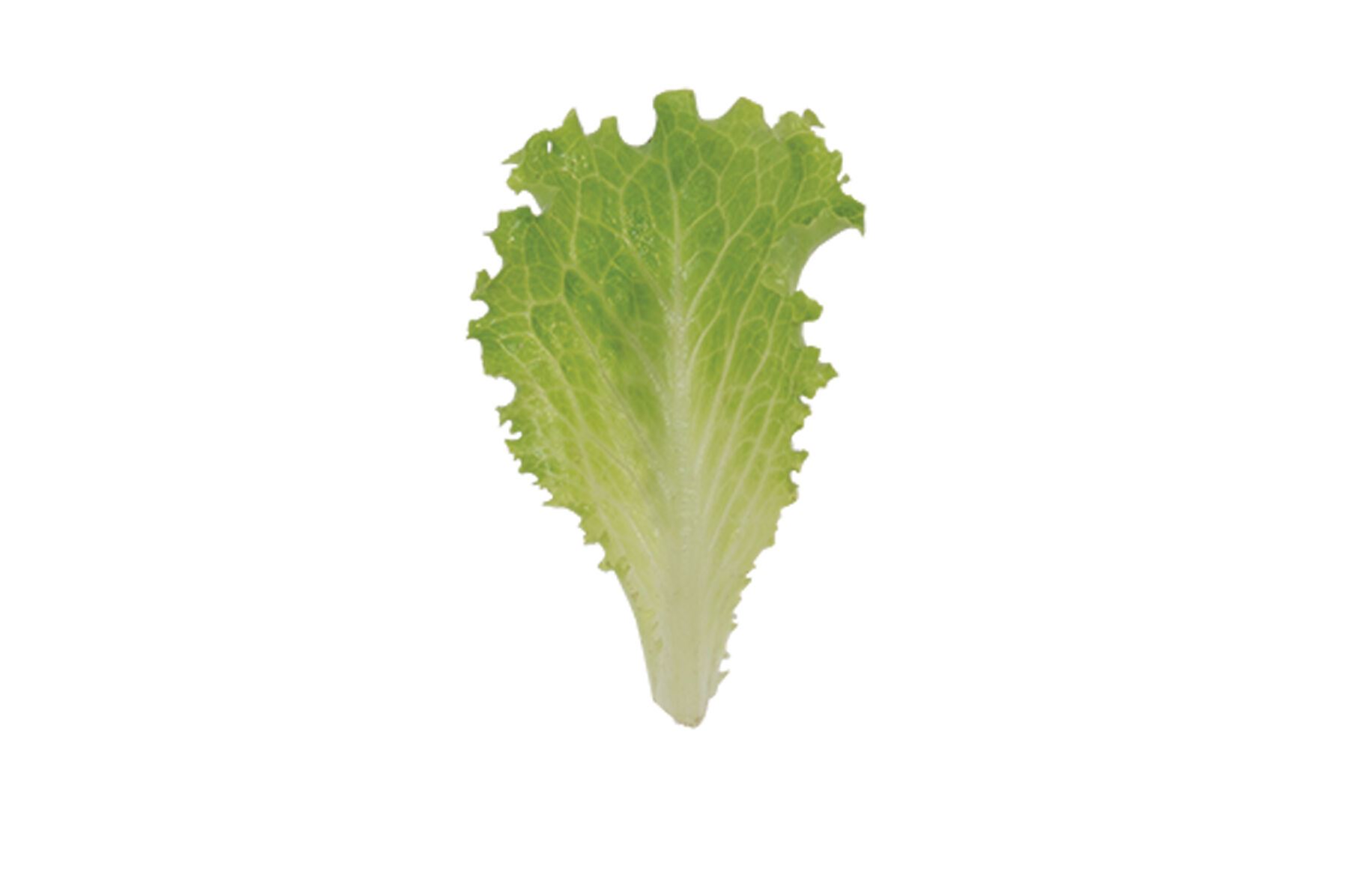 Marilisa Organic Lettuce Seed Johnny s Selected Seeds