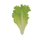 Marilisa Summer Crisp Lettuce (Batavia)