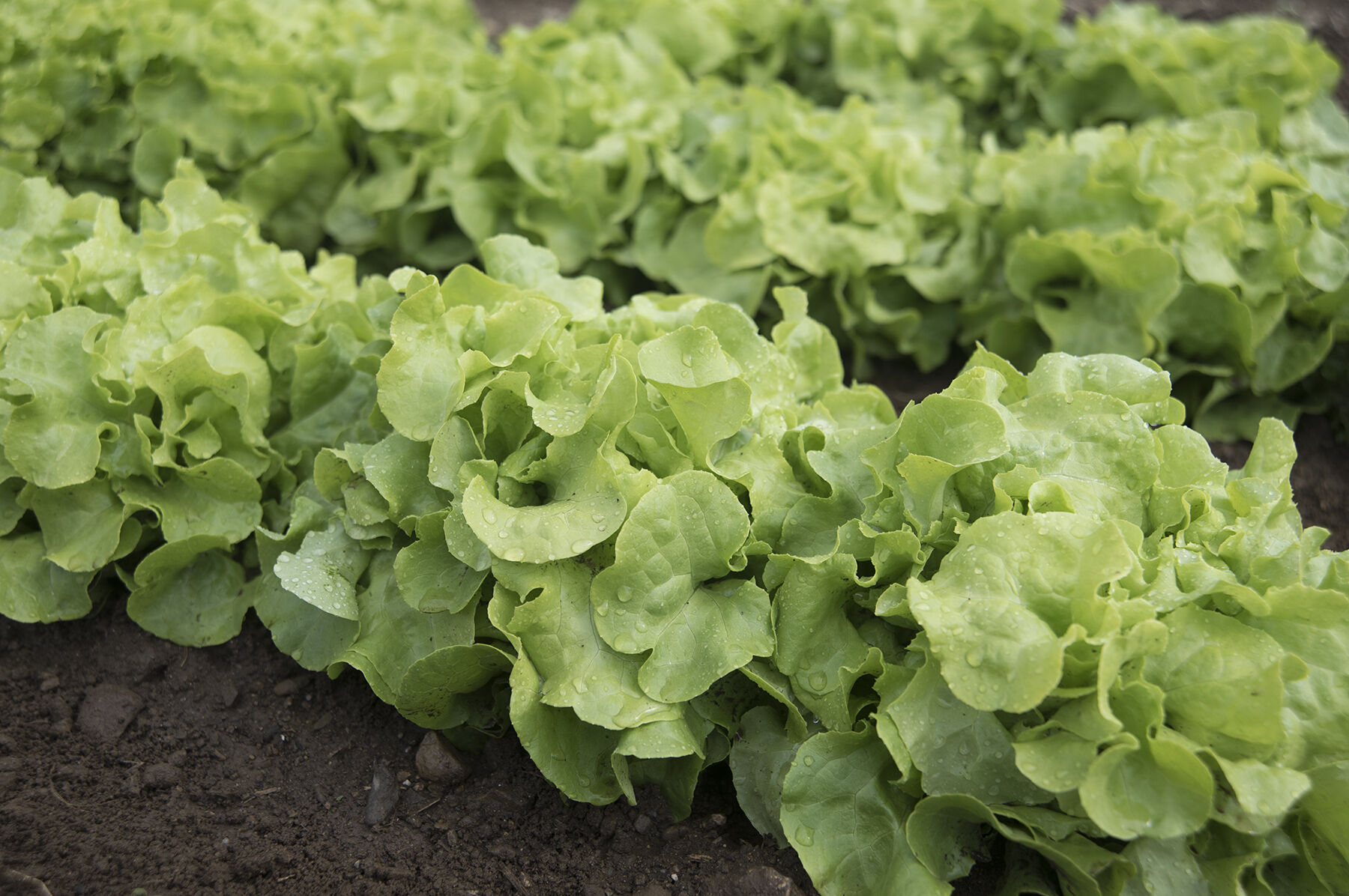 Panisse Oakleaf Lettuce