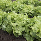 Panisse Oakleaf Lettuce