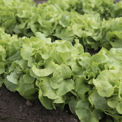 Panisse Oakleaf Lettuce