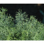 Fernleaf Dill