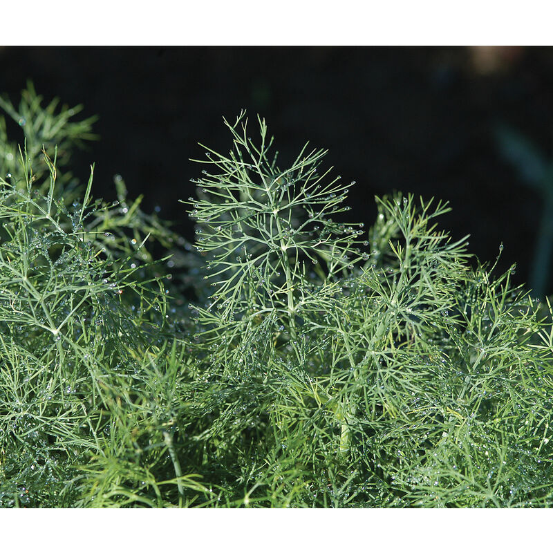 Fernleaf Dill