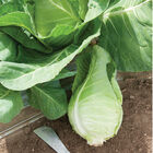 Murdoc Storage Cabbage