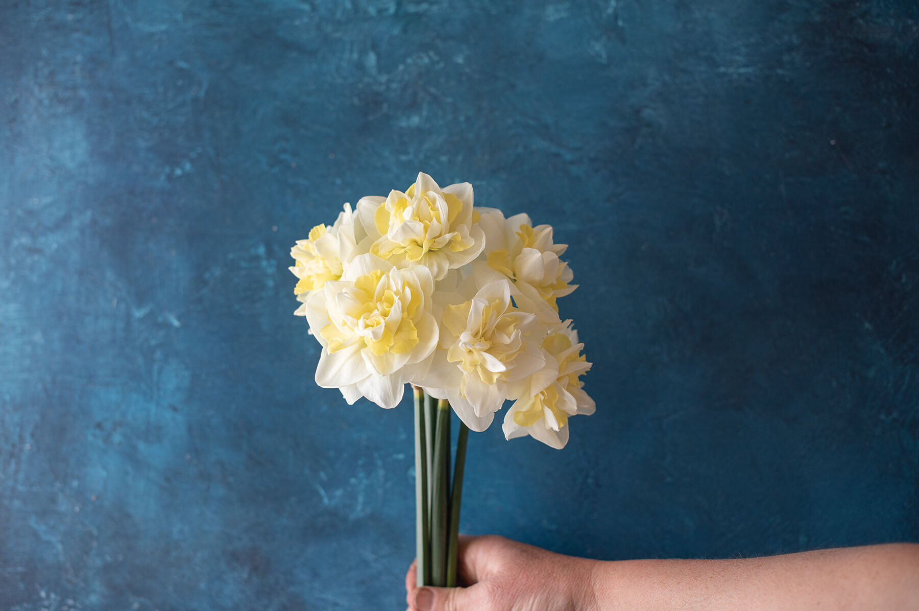 Easter Born Narcissus