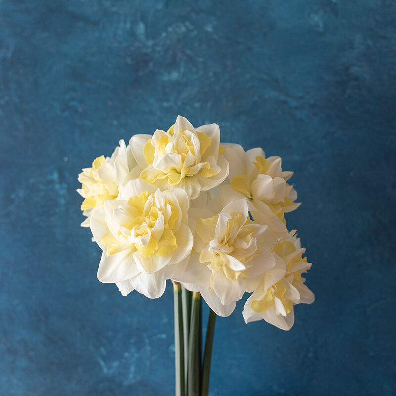 Easter Born Easter Born Narcissus