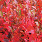 Burgundy Blueberry