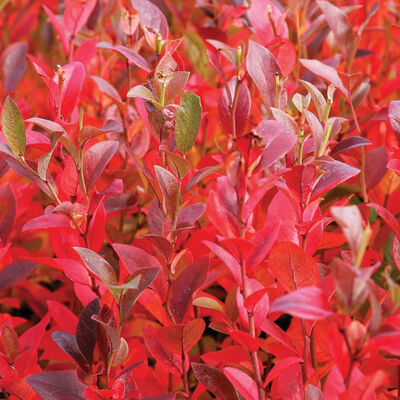 Burgundy Blueberry