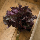 Red Shiso Shiso