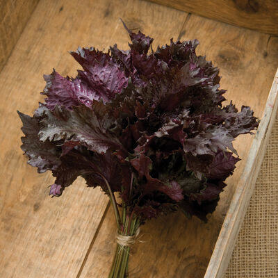 Red Shiso Red Shiso Shiso