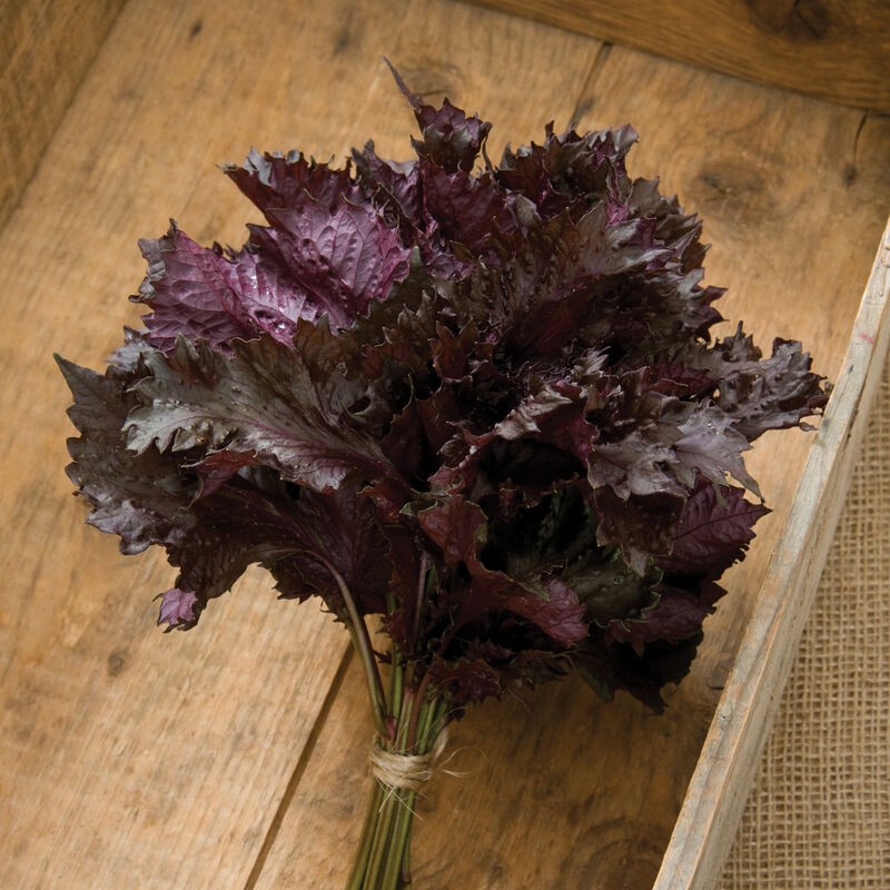 Red Shiso Red Shiso Shiso