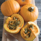 Naked Bear Naked Bear Specialty Pumpkins