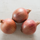 Blush Full-Size Onions