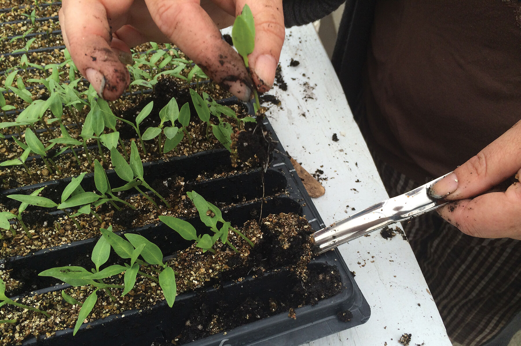 Widger Seed Starting Supplies