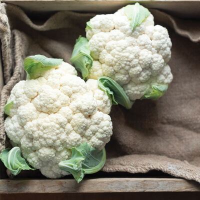 EarliSnow Standard Cauliflower