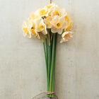 Prosecco Narcissus