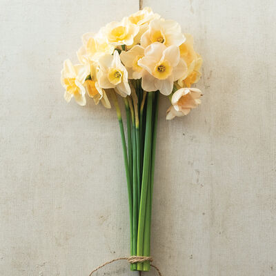 Prosecco Narcissus