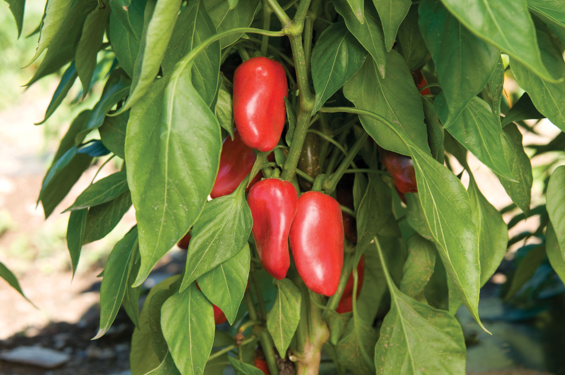 Lunchbox peppers hotsell