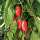 Lunchbox Red Sweet Peppers