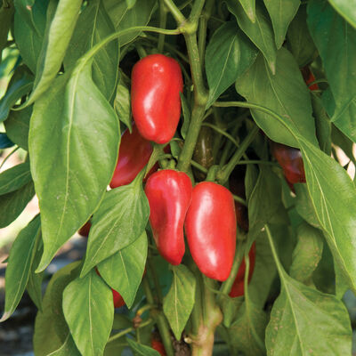 Lunchbox Red Sweet Peppers