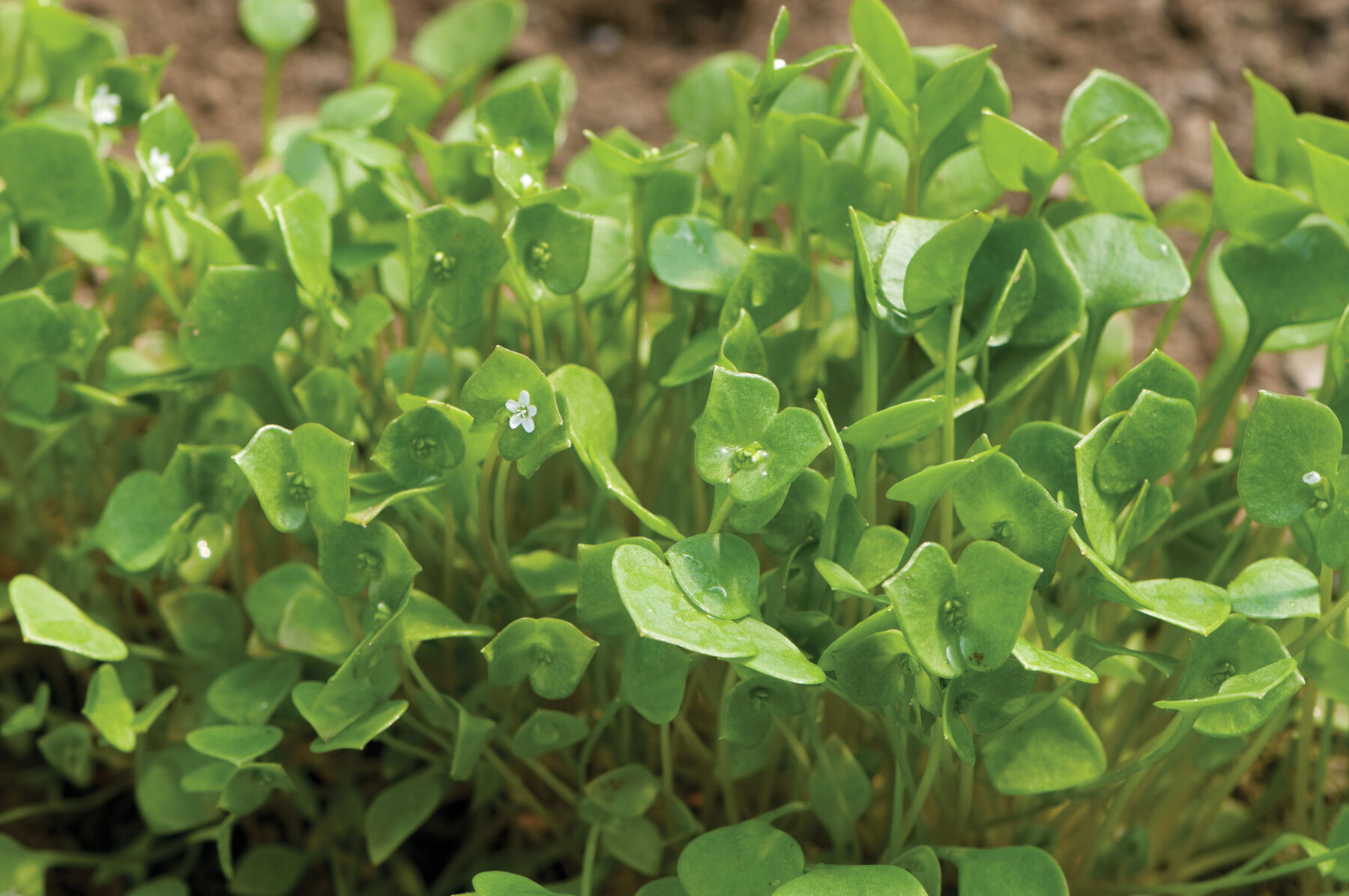 Claytonia hot sale