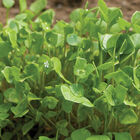 Claytonia Specialty Greens