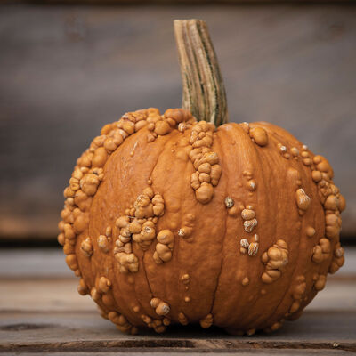 Grizzly Bear Specialty Pumpkins