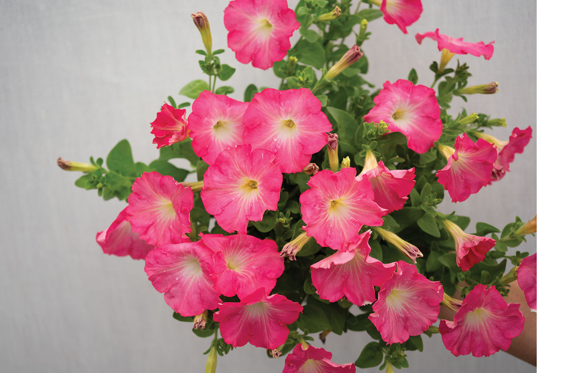 Petunia Seeds | Johnny's Selected Seeds