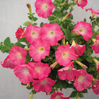 Easy Wave&reg; Rosy Dawn Petunia