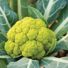 Vitaverde Standard Cauliflower
