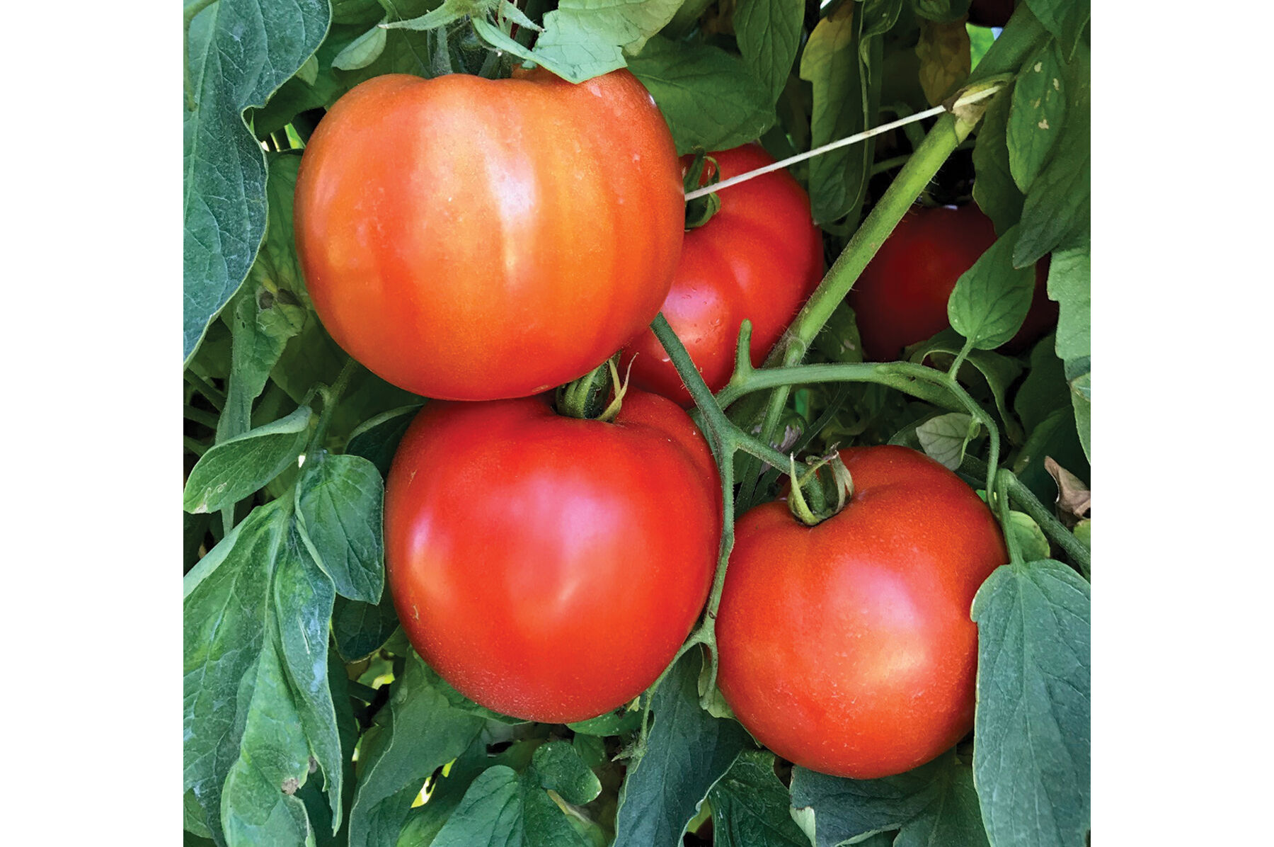 Amazon.com : Hossinator Hybrid Tomato Seeds (STM2255) F1
