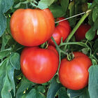 STM 2255 Beefsteak Tomatoes