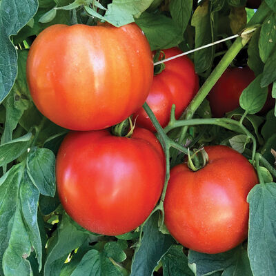 STM 2255 Beefsteak Tomatoes