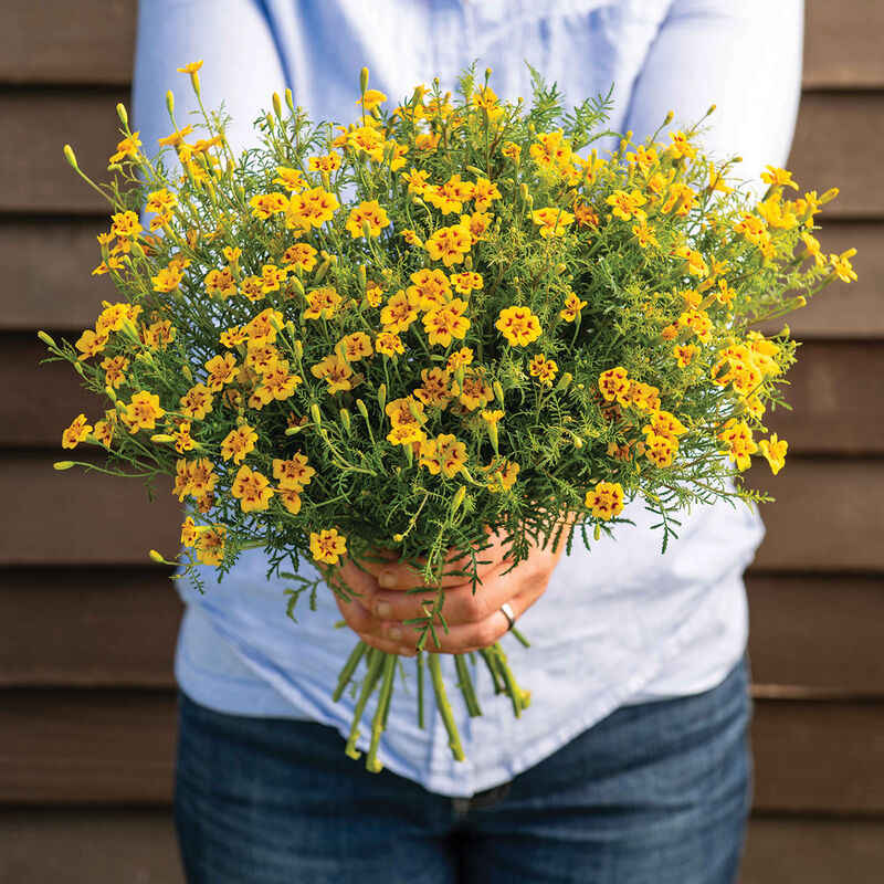 Lemon Star Marigold