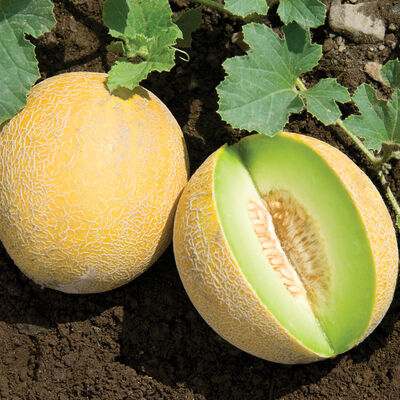 Diplomat Galia Melons (Tropical)