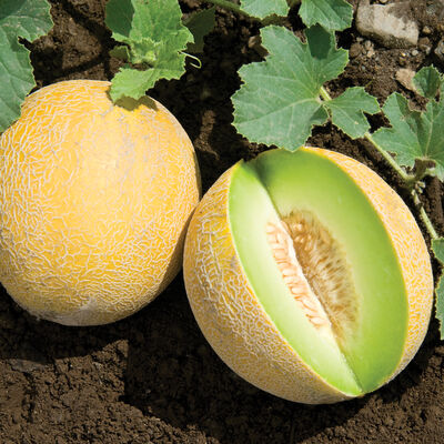 Diplomat Melons