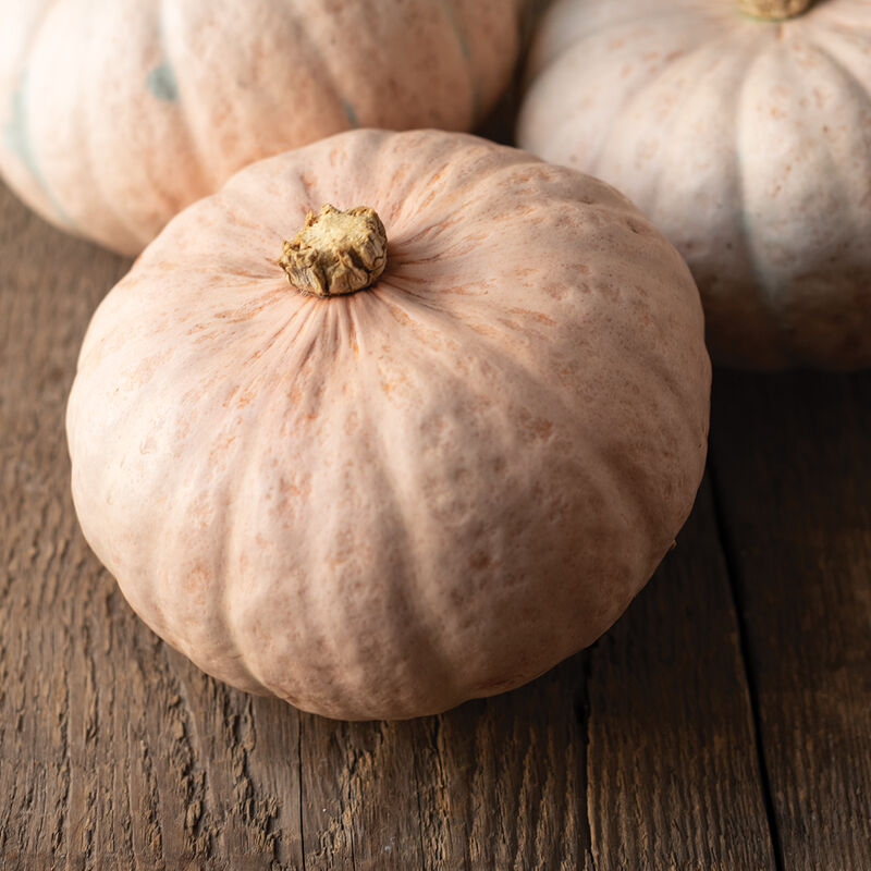 Winter Blush Winter Squash