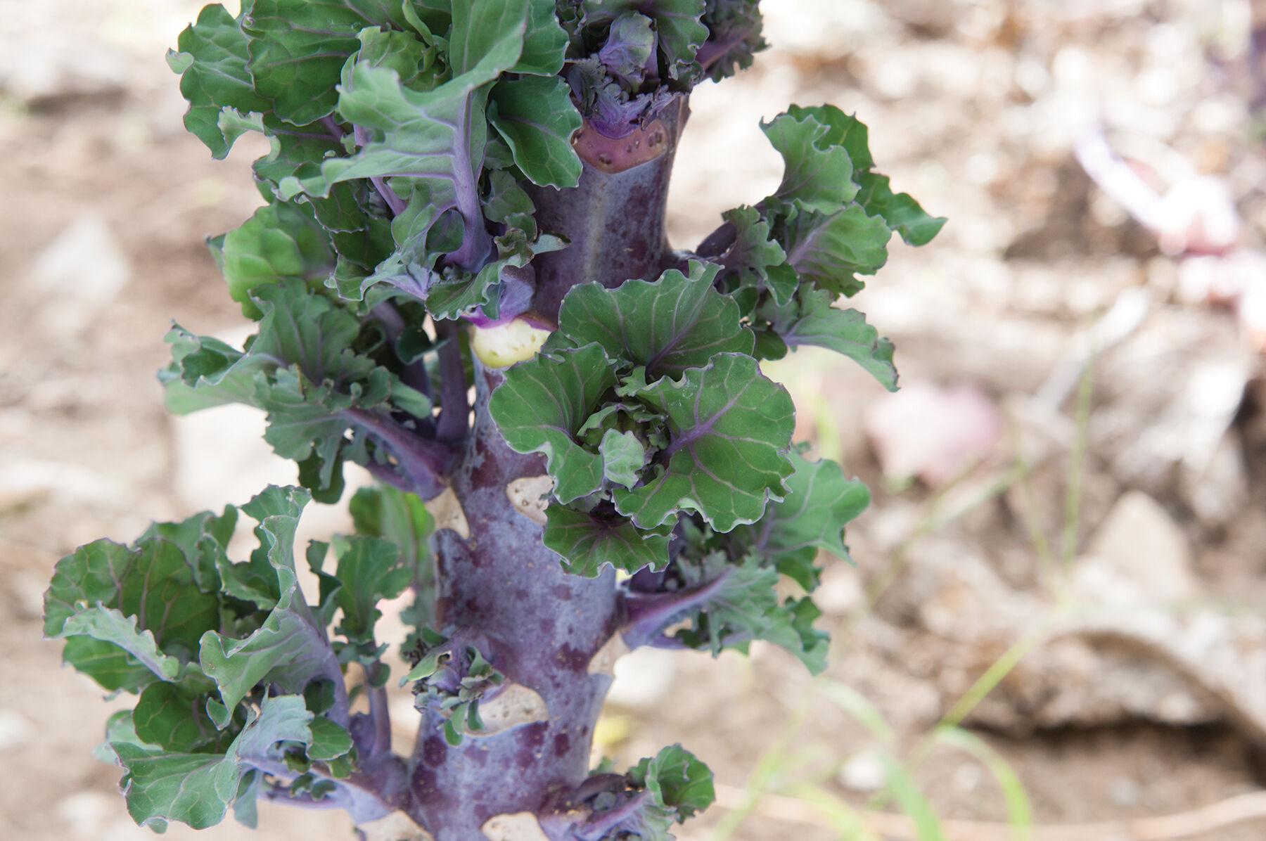 Autumn Star Kalettes&reg;