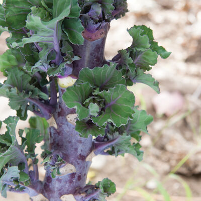Autumn Star Kalettes®