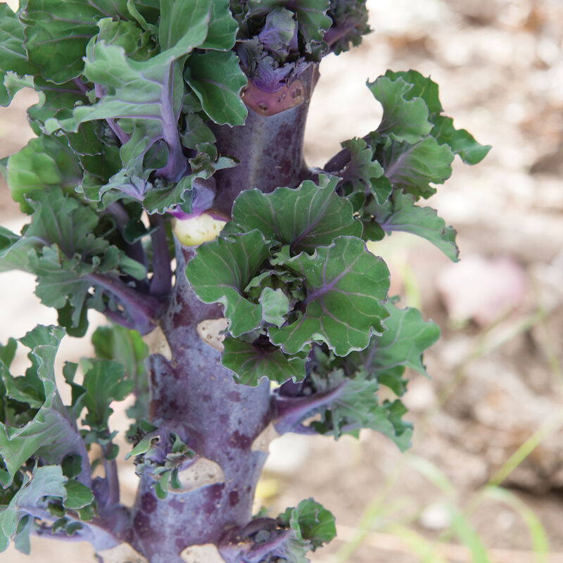 Autumn Star Kalettes®