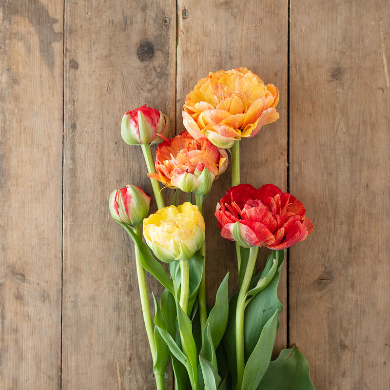 Gudoshnik Double Tulips