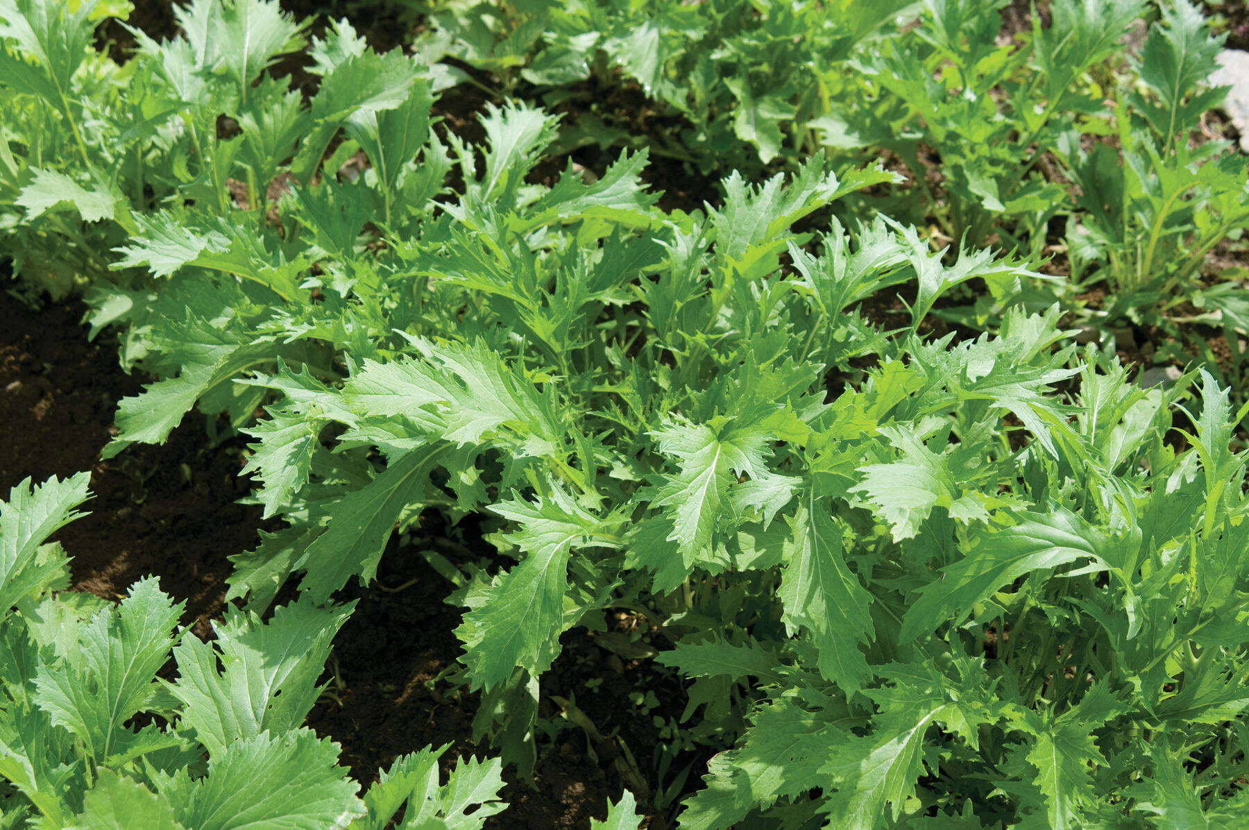 Mizuna - Organic Asian Green Seed | Johnny's Selected Seeds