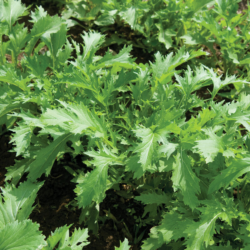 Mizuna Mustard Greens