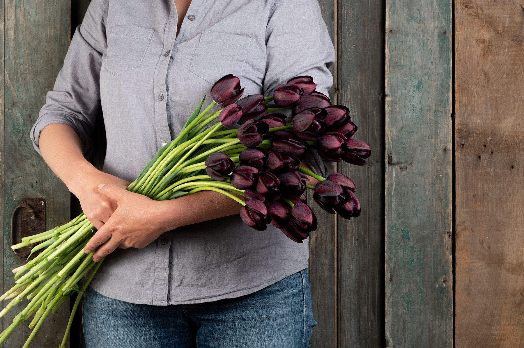 Queen of the Night Tulips