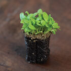 Sorrel Microgreen Herbs