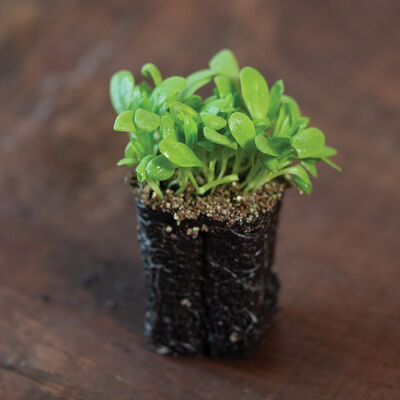 Sorrel Microgreen Herbs