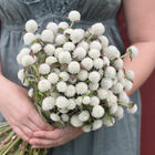 Audray White Gomphrena (Globe Amaranth)