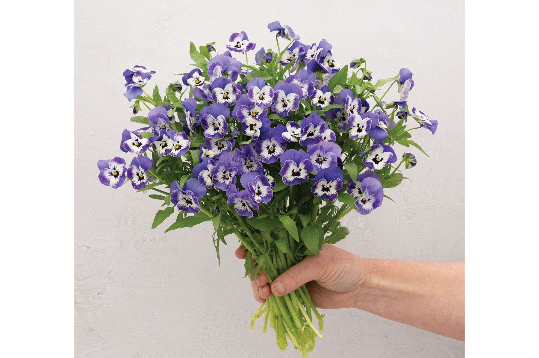 ブルーベリー Sorbet® XP Delft Blue - (F1) Viola Seed | Johnny's Selected Seeds